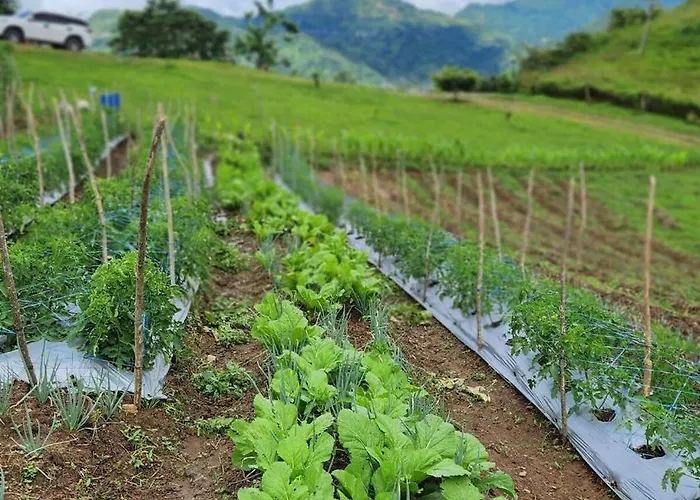 The Mountain A On A Foggy Farm Hill * Cebu
